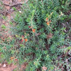 Pultenaea subspicata at Mitchell, ACT - 2 Jan 2022 07:26 PM