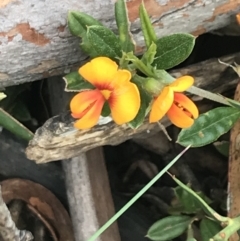 Podolobium alpestre (Shaggy Alpine Pea) at Cotter River, ACT - 27 Dec 2021 by Tapirlord