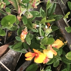 Podolobium alpestre at Cotter River, ACT - 28 Dec 2021 10:42 AM