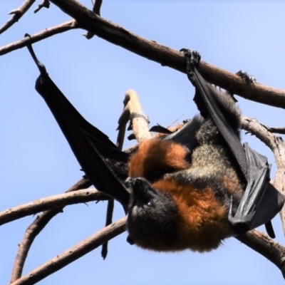 Pteropus poliocephalus (Grey-headed Flying-fox) at Parkes, ACT - 3 Jan 2022 by Sammyj87