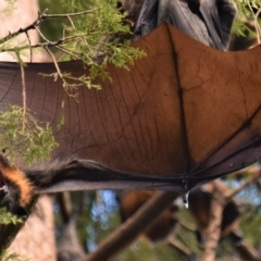 Pteropus poliocephalus at Parkes, ACT - 3 Jan 2022