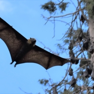 Pteropus poliocephalus at Parkes, ACT - 3 Jan 2022