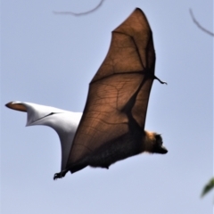 Pteropus poliocephalus at Parkes, ACT - 3 Jan 2022