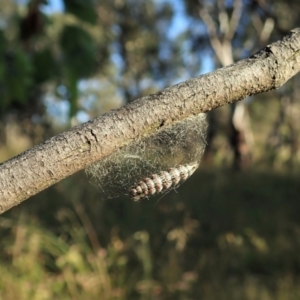 Anestia (genus) at Cook, ACT - 3 Jan 2022 08:00 AM