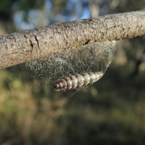 Anestia (genus) at Cook, ACT - 3 Jan 2022 08:00 AM