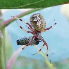 Salsa fuliginata (Sooty Orb-weaver) at Mount Painter - 2 Jan 2022 by CathB