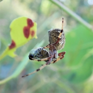 Salsa fuliginata at Cook, ACT - 3 Jan 2022 08:10 AM