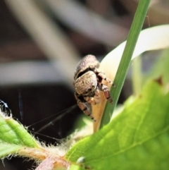 Simaethula sp. (genus) (A jumping spider) at Aranda Bushland - 3 Jan 2022 by CathB