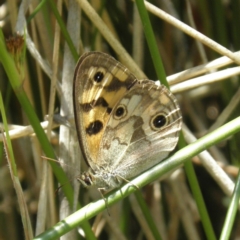 Heteronympha cordace (Bright-eyed Brown) at Paddys River, ACT - 3 Jan 2022 by MatthewFrawley