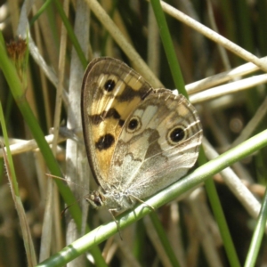 Heteronympha cordace at Paddys River, ACT - 3 Jan 2022 01:09 PM