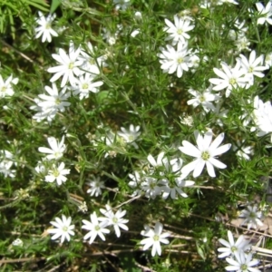 Stellaria pungens at Cotter River, ACT - 3 Jan 2022