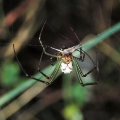 Leucauge dromedaria (Silver dromedary spider) at Aranda Bushland - 3 Jan 2022 by CathB