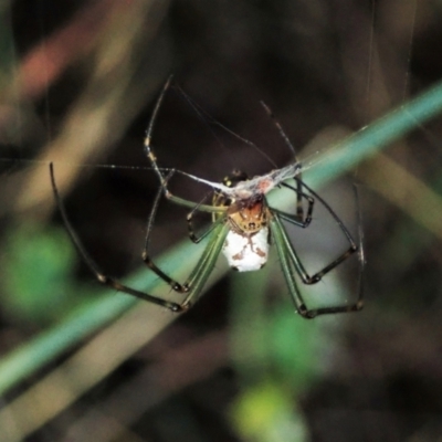 Leucauge dromedaria (Silver dromedary spider) at Aranda Bushland - 3 Jan 2022 by CathB