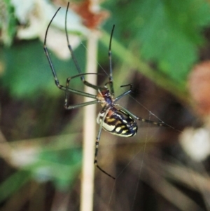 Leucauge dromedaria at Molonglo Valley, ACT - 3 Jan 2022