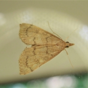 Metasia dicealis at Cook, ACT - suppressed