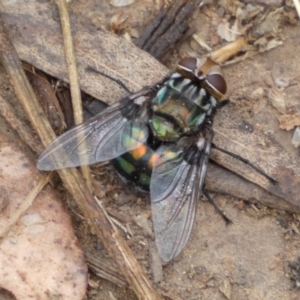 Rutilia (Chrysorutilia) sp. (genus & subgenus) at Jerrabomberra, NSW - 4 Jan 2022