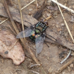 Rutilia (Chrysorutilia) sp. (genus & subgenus) at Jerrabomberra, NSW - 4 Jan 2022