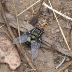 Rutilia (Chrysorutilia) sp. (genus & subgenus) at Jerrabomberra, NSW - 4 Jan 2022