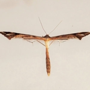 Sinpunctiptilia emissalis at Cook, ACT - 3 Jan 2022