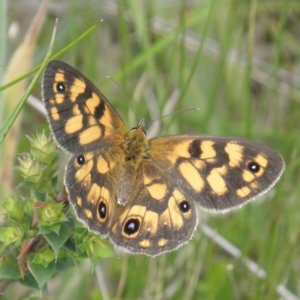 Heteronympha cordace at Paddys River, ACT - 3 Jan 2022 01:34 PM