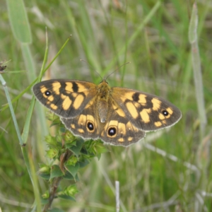 Heteronympha cordace at Paddys River, ACT - 3 Jan 2022 01:34 PM