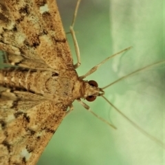 Nacoleia rhoeoalis at Cook, ACT - 3 Jan 2022