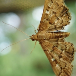 Nacoleia rhoeoalis at Cook, ACT - 3 Jan 2022