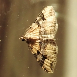 Epyaxa subidaria at Cook, ACT - 3 Jan 2022