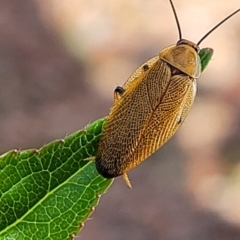 Ellipsidion humerale (Common Ellipsidion) at Holt, ACT - 4 Jan 2022 by tpreston