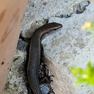 Lampropholis delicata at Holt, ACT - suppressed