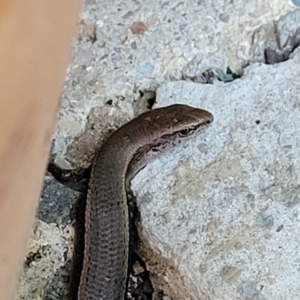 Lampropholis delicata at Holt, ACT - suppressed