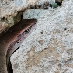 Lampropholis delicata at Holt, ACT - 4 Jan 2022