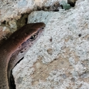 Lampropholis delicata at Holt, ACT - suppressed