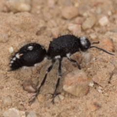 Bothriomutilla rugicollis (Mutillid wasp or velvet ant) at Coree, ACT - 4 Jan 2022 by patrickcox