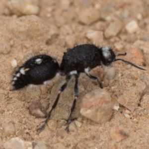 Bothriomutilla rugicollis at Lower Cotter Catchment - 4 Jan 2022