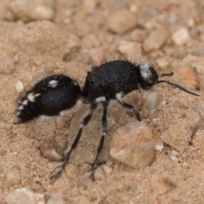 Bothriomutilla rugicollis (Mutillid wasp or velvet ant) at Coree, ACT - 4 Jan 2022 by patrickcox