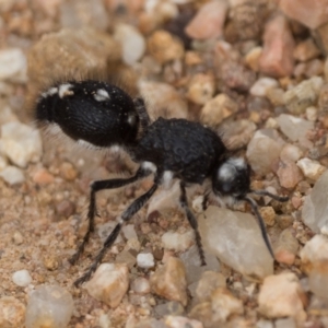 Bothriomutilla rugicollis at Lower Cotter Catchment - 4 Jan 2022