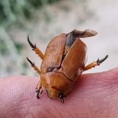 Anoplognathus porosus (Porosus Christmas beetle) at Denman Prospect, ACT - 4 Jan 2022 by AaronClausen