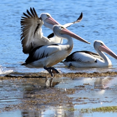 Pelecanus conspicillatus (Australian Pelican) at Eden, NSW - 29 Dec 2021 by KylieWaldon