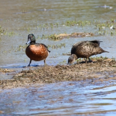 Anas castanea (Chestnut Teal) at Eden, NSW - 29 Dec 2021 by KylieWaldon