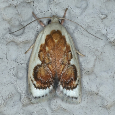 Garrha idiosema (A concealer moth) at Ainslie, ACT - 3 Jan 2022 by jb2602