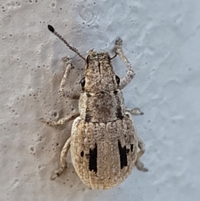 Eurymetopus birabeni (Weevil) at Holt, ACT - 4 Jan 2022 by trevorpreston