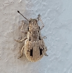 Eurymetopus birabeni at Holt, ACT - suppressed