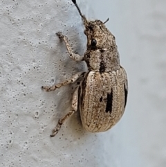 Eurymetopus birabeni at Holt, ACT - suppressed