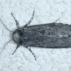 Cryptophasa irrorata (A Gelechioid moth (Xyloryctidae)) at Ainslie, ACT - 1 Jan 2022 by jb2602