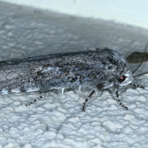 Cryptophasa irrorata at Ainslie, ACT - 1 Jan 2022