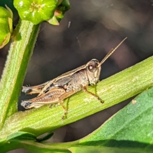 Phaulacridium vittatum at Watson, ACT - 3 Jan 2022