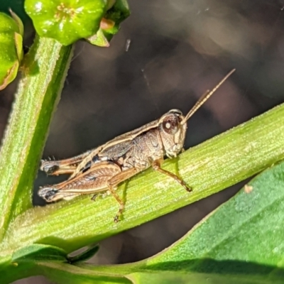 Phaulacridium vittatum (Wingless Grasshopper) at Watson, ACT - 3 Jan 2022 by sbittinger