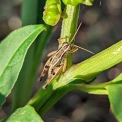 Phaulacridium vittatum at Watson, ACT - 3 Jan 2022