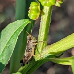 Phaulacridium vittatum at Watson, ACT - 3 Jan 2022